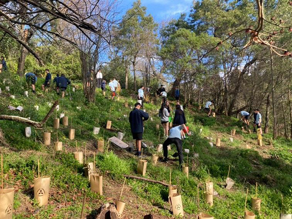 Collaboration tree planting photo