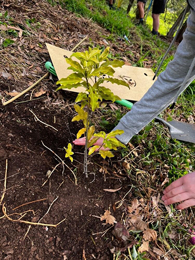Tree being planted photo
